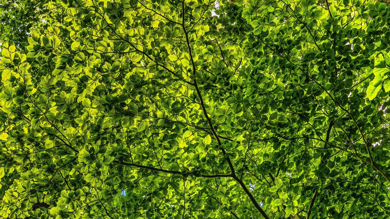 Hintergrundbild Baum mit grünen Blättern